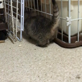 ラパーマちゃんのよちよち歩き❣️の画像