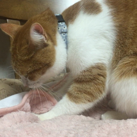 今日は豚の日の画像