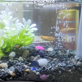 超ミニアクアリウム。の画像
