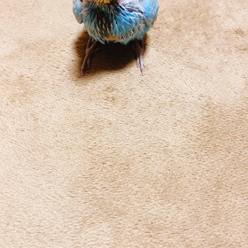 スィエルが家族に成りました❤⃛ヾ(๑❛ ▿ ◠๑ )の画像