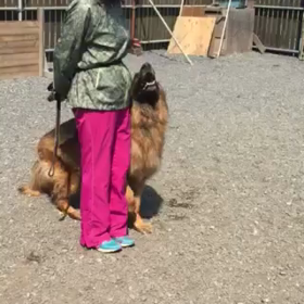 レックスと脚足行進の微調整。の画像