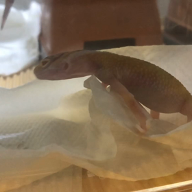 謎の行動の画像