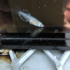 青蝶ヒカリロングフィンの画像