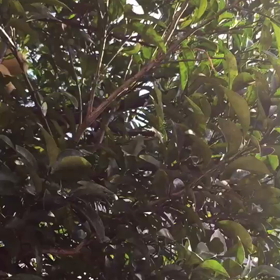 輝いてる朝の画像