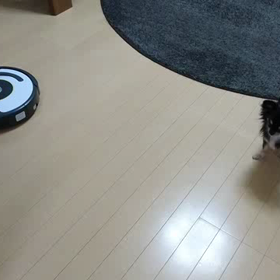 ルンバ  チェック。の画像