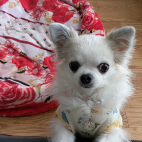 にゃ(ΦωΦ)ばかりかまったら‥‥の画像