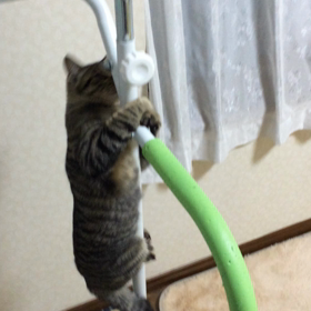 ぶら下がり健康機の画像