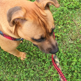 リード噛みモモの画像