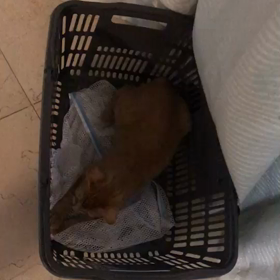 彦星&アリスの画像