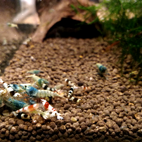 クワトロ2　食いつきの画像