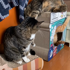 再ブレイクの画像