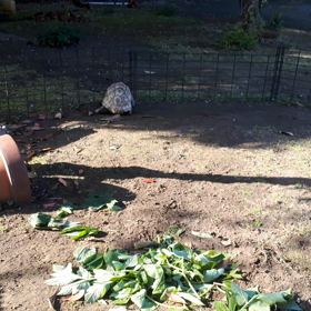 ヒョウ太郎の画像