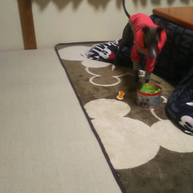 お手をさせてみたヽ(^0^)ノの画像