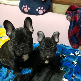 リクとソラの今日はヨー グルトの日の画像