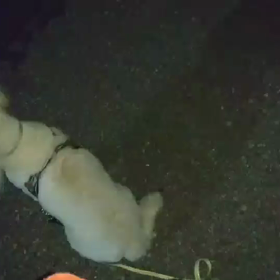 えー素通り(ー_ー;)の画像