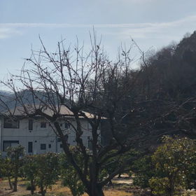 私の地では、この冬1番の寒さです❄️の画像