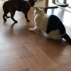 小梅と茶子丸の画像