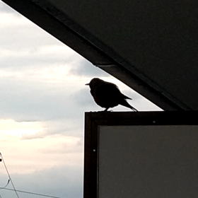 ◆９月２７日（来たよ、ふたたび）の画像