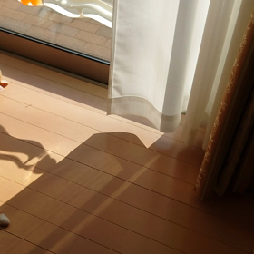 猫のおもちゃの画像