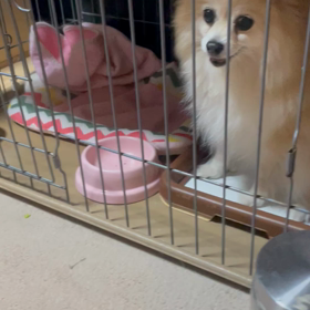 いんげんちょうだい！の画像