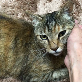 マリーちゃんの様子の画像