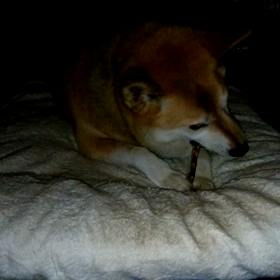 牛の尻尾さの画像