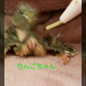 今日の雛ちゃん達∈(oëo)∋♡の画像