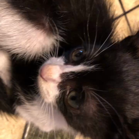 冬君、手術頑張りますの画像