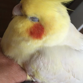 人を信じられないオカメインコの画像