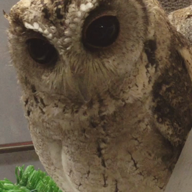 オオインドコノハズクのカイネちゃんの歌の画像