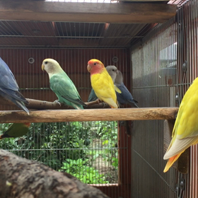 コザクラインコオパーリンの画像