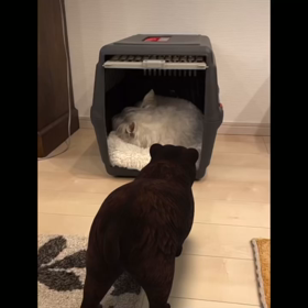 GoogleのARの画像