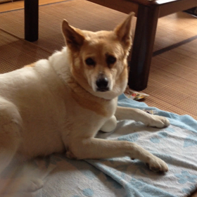 動くマリアの画像