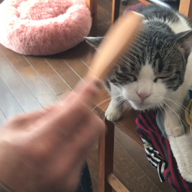 うちの猫ども+いぬ　ブラシ記念日の画像