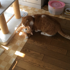 ぬいぐるみと戯れる猫の画像