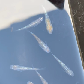 天界　かぃ⁇の画像