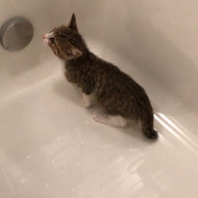 ＊ 番外編 ~動画~の画像