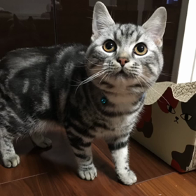 最近のライの気持ちの画像