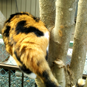 猫、カブトムシを見つけるの画像