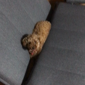 ソファベット(-.-;)の画像