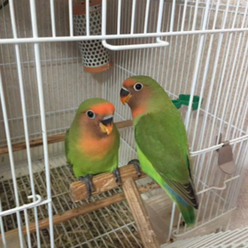 ヤエザクラの画像