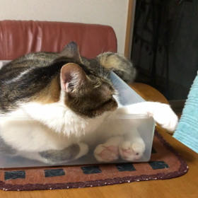 急に事態が一変した日…娘からの電話!連れないデール。の画像