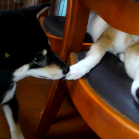 柴犬さんたちの画像