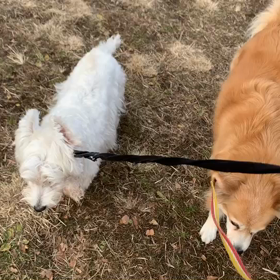 1月17日10わんこと1時間30分遠足　　代々木公園の画像