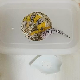 ピカちゃん可愛すぎるの画像