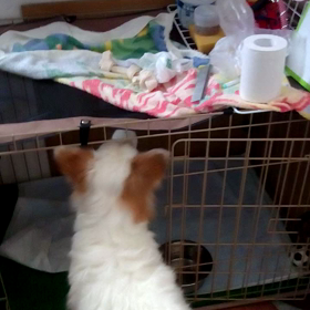 さくら 盗み食い！の画像