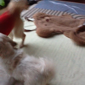 日曜スペシャルの画像