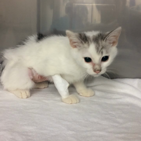 春花ちゃん無事に手術が終わりました☺️の画像