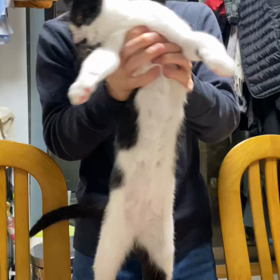 ダンシング牛くんの画像