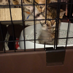 さすが 双子ニャンの画像